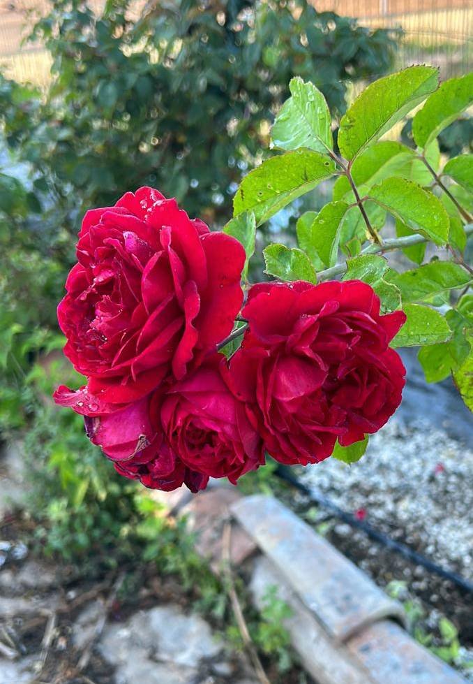 Rose del giardino del B&B Casa dell'Ambra